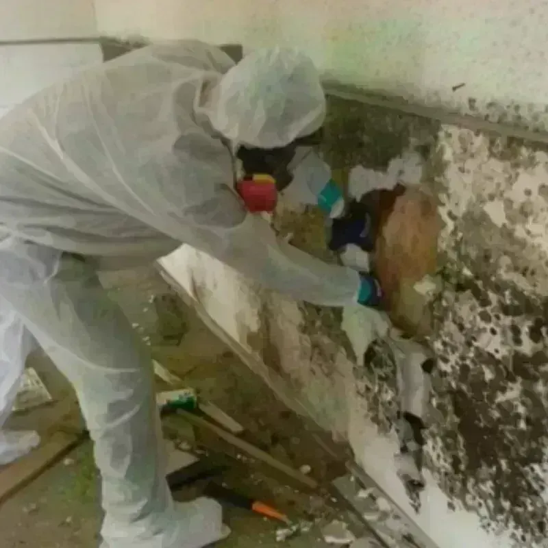 Mold Remediation and Removal in Brushy Creek, TX